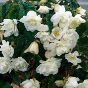 begonia retombant blanc
